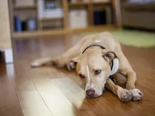 Do Dogs Get Depression? How to Help Your Sad Dog