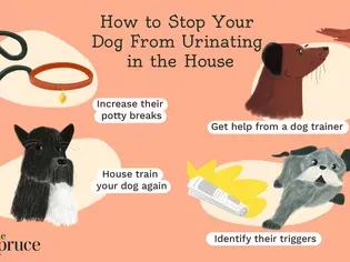 Why Do Dogs Pee in the House and 6 Proven Ways to Stop It