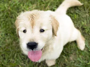 How to Stop Your Puppy From Eating Poop