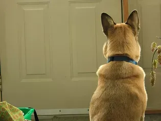 How to Train Your Dog to Wait