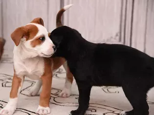 Understanding Puppy Aggression