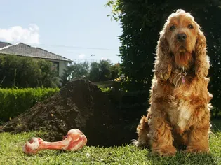 4 Reasons Your Dog is Digging and How to Stop It