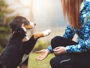 10 Tips to Help You Train Your Puppy