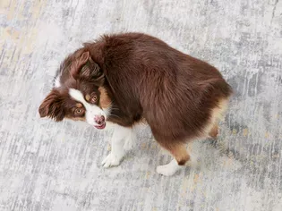 How to Train Your Dog to Spin