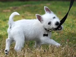 How to Leash Train Your Puppy