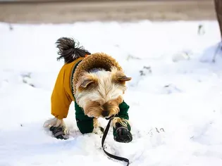 How To Train Your Pup To Wear Dog Boots