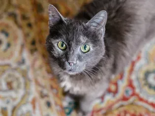 75 Gray Cat Names