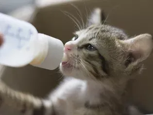 Kitten Feeding Schedule: How Much Food Kittens Need