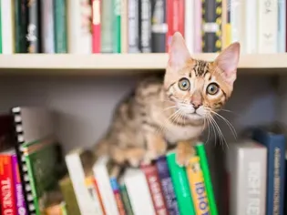 25 Nerdy Cat Names