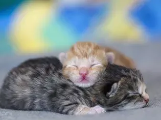 Kitten Development From Newborn to One Week Old