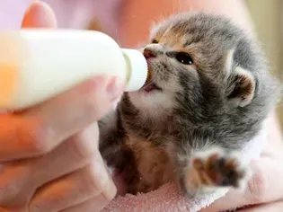 Homemade Kitten Milk Replacer Recipes