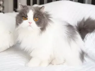 15 Best Adorable Names for Persian Cats