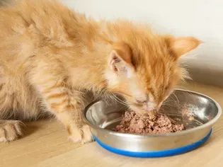 Choosing the Best Food for Kittens