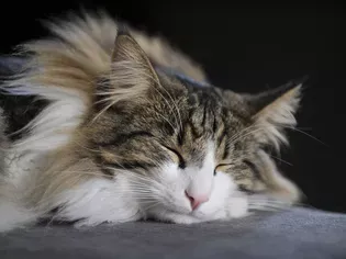 8 Cute Pictures of Norwegian Forest Cats