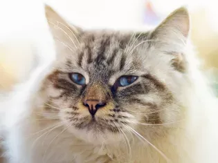 Ragamuffin: Cat Breed Profile