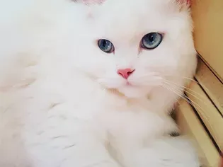 10 Fun Facts About White Cats