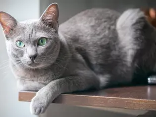 Korat: Cat Breed Profile, Characteristics & Care