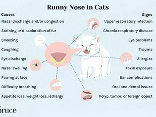 Runny Nose in Cats: Causes and Treatment