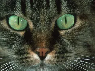 Why Do Cats Lose Whiskers?