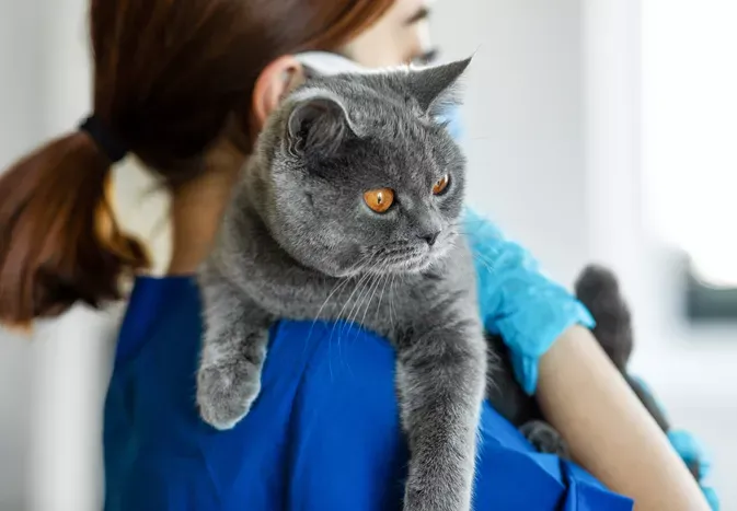 9 Things to Include in a Cat First Aid Kit