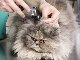 Ear Infections in Cats