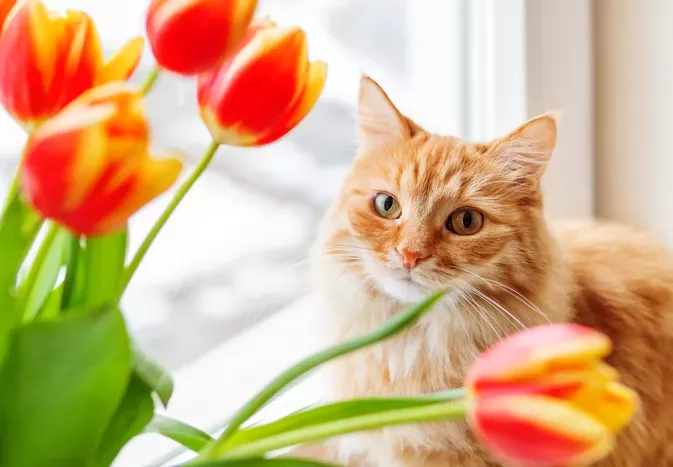 Are Tulips Toxic to Cats?