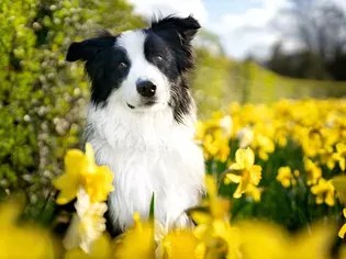 9 Spring Pet Safety Tips