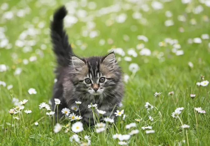 Are Daisies Toxic to Cats?