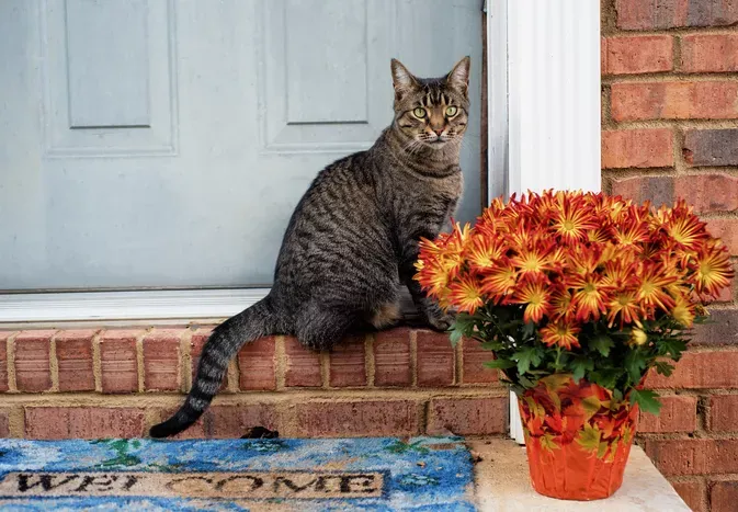 Are Mums Toxic to Cats?