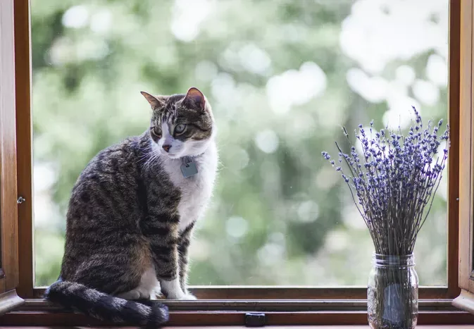 Is Lavender Safe for Cats?