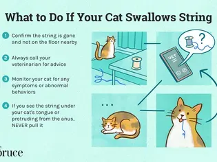 What To Do If Your Cat Swallows a String