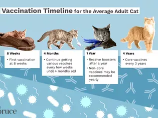 The Average Adult Cat Vaccination Schedule