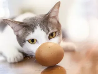 Can Cats Have Raw Eggs?