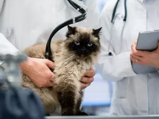 Encephalitis in Cats