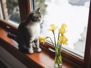 Are Daffodils Poisonous to Cats?