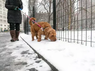 Is Pet-Safe Ice Melt Really Safe for Pets?