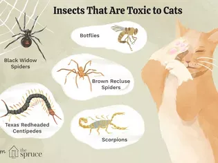 Insects That Are Toxic to Cats