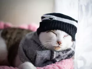 How Cold is Too Cold for Cats?