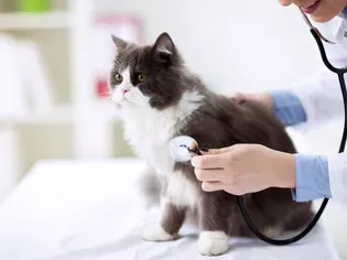 Toxoplasmosis in Cats