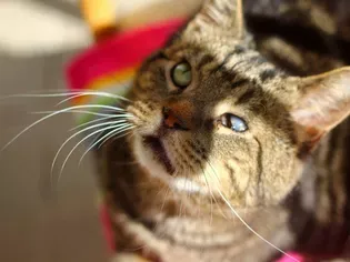 8 Ways to Help a Blind Cat Keep Safe in Your Home