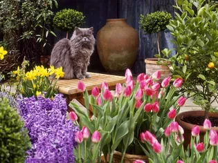 Common Garden Plants That Are Toxic to Cats