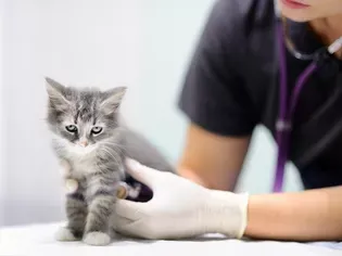 Kitten Vaccine Schedule