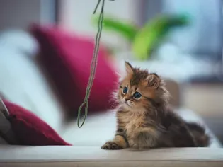 Why Yarn Is Not a Safe Toy for Cats