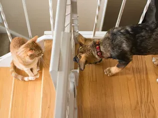 How to Introduce a Cat to a Dog