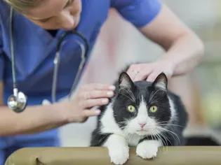 How to Know When to Call the Vet for Your Cat