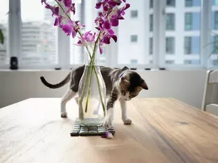 9 Houseplants Safe for Cats