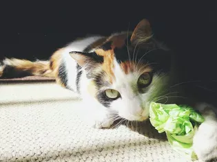 Why Cats Eat and Chew on Plastic