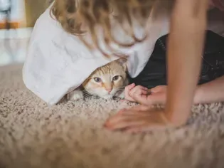 Is Your Cat Scared of People?