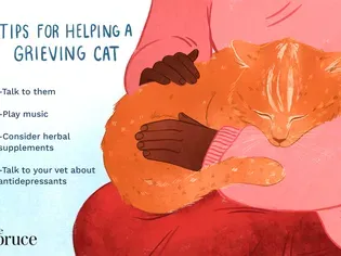 Helping Cats' Cope Over Pet Loss