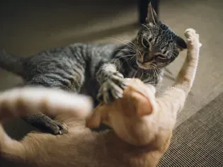 Play vs. Aggression Between Cats: What's the Difference?